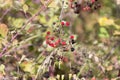 Fresh red and black blackberries on the bush. Selective focus Royalty Free Stock Photo
