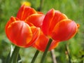 Fresh red blooming tulips in spring garden Royalty Free Stock Photo