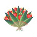 Fresh red bloomy tulips bouquet in transparent packaging isolated on white