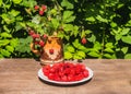 The fresh red bright raspberry berries on a white plate and an old clay mug with a simple brown pattern with raspberry Royalty Free Stock Photo