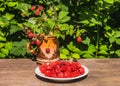The fresh red bright raspberry berries on a white plate and an old clay mug with a simple brown pattern with raspberry Royalty Free Stock Photo