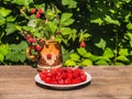The fresh red bright raspberry berries on a white plate and an old clay mug with a simple brown pattern with raspberry Royalty Free Stock Photo