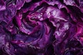 Fresh red cabbage creating abstract pattern with water droplets Royalty Free Stock Photo