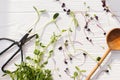 Fresh red cabbage, red radish, sunflowers, green peas sprouts with spoon and scissors. Microgreens