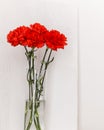 Fresh red carnations in glass vase. Royalty Free Stock Photo