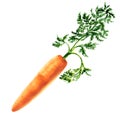 Fresh red carrot with green leaves, whole object, close-up, ripe root, organic food, vegetable, isolated, package design Royalty Free Stock Photo