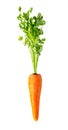 Fresh red carrot on white Royalty Free Stock Photo