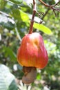 Fresh red cashew nut fruit on branch tree in the garden Royalty Free Stock Photo