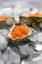 Fresh red caviar in the three oyster shells on ice Royalty Free Stock Photo