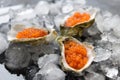 Fresh red caviar in the three oyster shells on ice Royalty Free Stock Photo