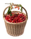 Fresh red cherries in a basket Royalty Free Stock Photo