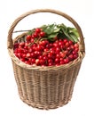 Fresh red cherries in a basket Royalty Free Stock Photo