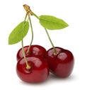 Fresh red cherries with green leaves isolated Royalty Free Stock Photo