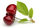 Fresh red cherries with green leaves isolated Royalty Free Stock Photo