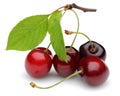 Fresh red cherries with green leaves isolated Royalty Free Stock Photo