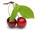 Fresh red cherries with green leaves isolated Royalty Free Stock Photo