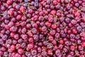 Fresh Red cherries for sale in local marketplace texture Royalty Free Stock Photo