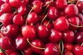 Fresh red cherries. Texture cherries fruits close up. Cherry fruit. Cherries with copy space for text. Top view. Royalty Free Stock Photo