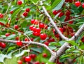 Fresh red cherry berries in a tree with green leaves. Selective focus of a cherry tree Royalty Free Stock Photo