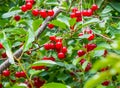 Fresh red cherry berries in a tree with green leaves. Selective focus of a cherry tree Royalty Free Stock Photo