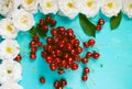 Fresh red cherry in a bowl and white roses on an old painted wooden table as a bright colorful summer background for seasonal Royalty Free Stock Photo