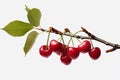 Fresh red cherry branch isolated on white background - ripe juicy fruit for sale Royalty Free Stock Photo