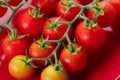 Fresh red cherry tomato on red background Royalty Free Stock Photo