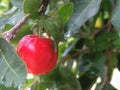 Red cherry on the tree With rain drops. Royalty Free Stock Photo