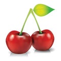 Fresh Red Cherry vector illustration Royalty Free Stock Photo