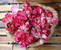 Fresh red chicory of the prized italian type known as rose of Gorizia