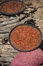 Fresh red chili peppers drying in the sun