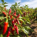 Fresh red chilies on the tree in the chili garden