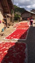 Fresh red chilli peppers drying on a road. Royalty Free Stock Photo