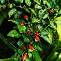 Fresh red chilli + chilli plant Royalty Free Stock Photo