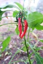 Fresh red chilli plants in nature Royalty Free Stock Photo