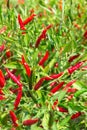 Fresh red chillies Royalty Free Stock Photo