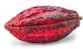 Fresh red cocoa fruit or cocoa pod isolated on white background. Clipping path