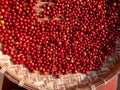 Fresh Red Coffee beans berries in Drying Process.