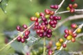 Fresh red coffee beans Royalty Free Stock Photo