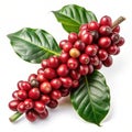 Fresh red coffee beans on a branch Royalty Free Stock Photo