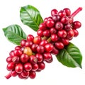 Fresh red coffee beans on a branch Royalty Free Stock Photo