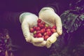 Fresh red coffee beans in farmer hand Royalty Free Stock Photo