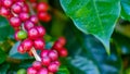 Fresh red coffee from the beginning. Royalty Free Stock Photo