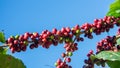 Fresh red coffee berries beans background.arabica coffee berries in organic coffee plantation Royalty Free Stock Photo