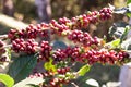 Fresh red coffee berries beans background.arabica coffee berries in organic coffee plantation Royalty Free Stock Photo