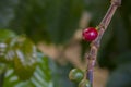 Fresh red coffee berries beans background. arabica coffee berries in organic coffee plantation