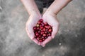 Fresh red coffee berries beans in coffee plantation.arabica coffee berries with agriculturist hands Royalty Free Stock Photo