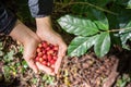 Fresh red coffee berries beans in coffee plantation.arabica coffee berries with agriculturist hands