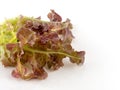 Fresh red coral salad or red lettuce isolated on the white background Royalty Free Stock Photo