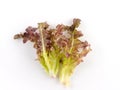 Fresh red coral salad or red lettuce isolated on the white background Royalty Free Stock Photo